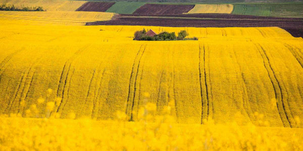 Delimitaciones de Parcelas agrícolas